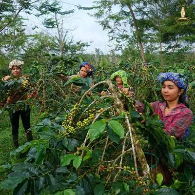 Coffee Processing