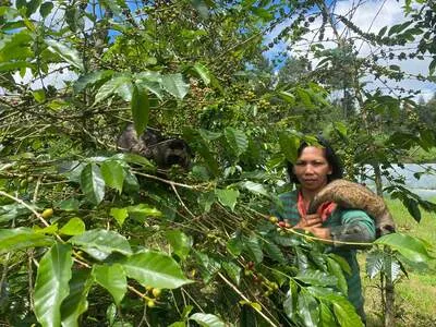Coffee Processing